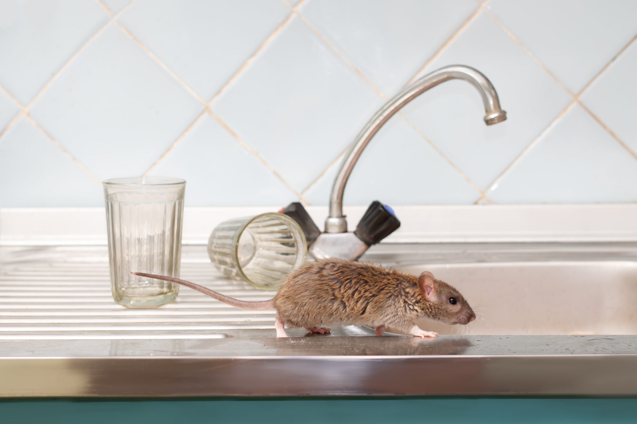 mouse kitchen sink entry