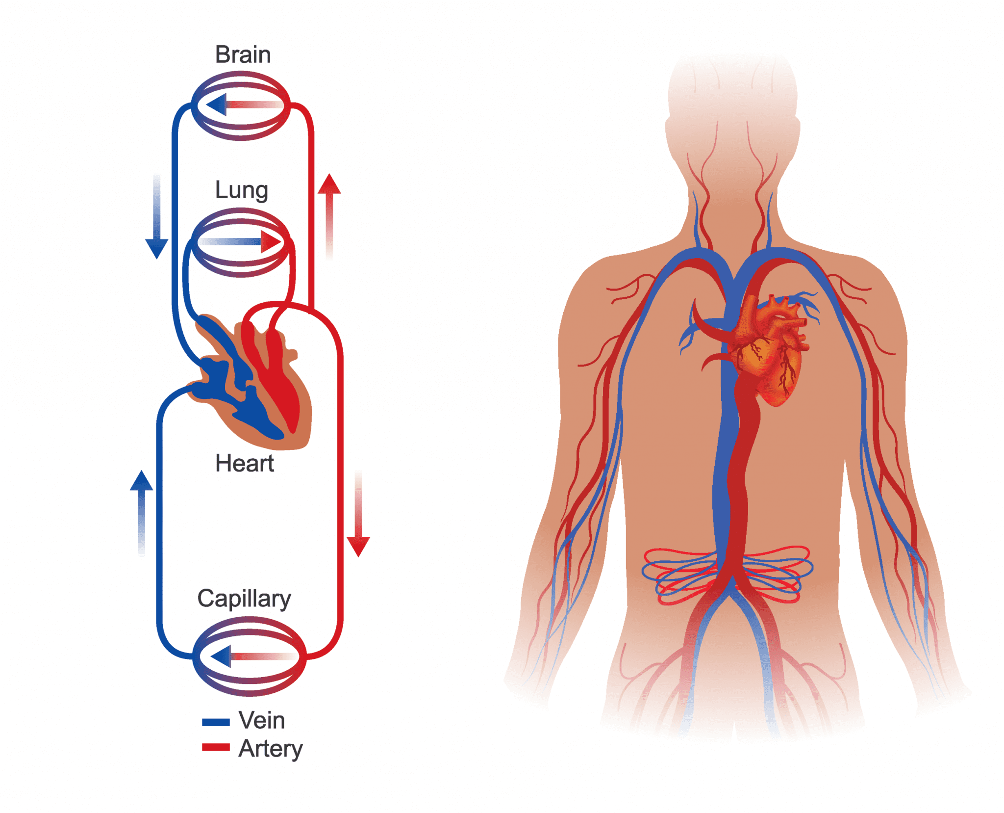 Hypertension and Heart Disease - Alabama Cooperative Extension System