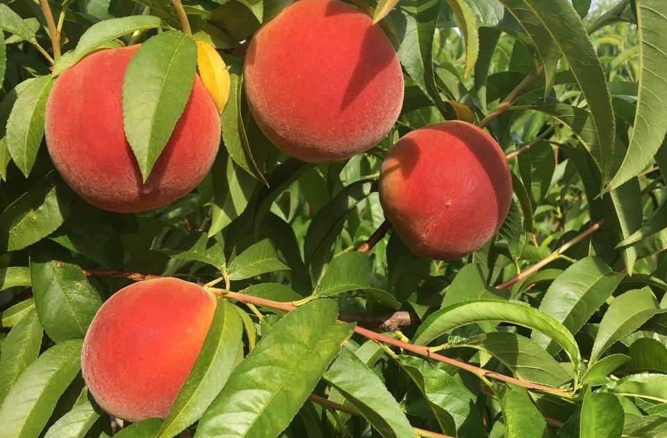 Pruning Peach Trees - Alabama Cooperative Extension System