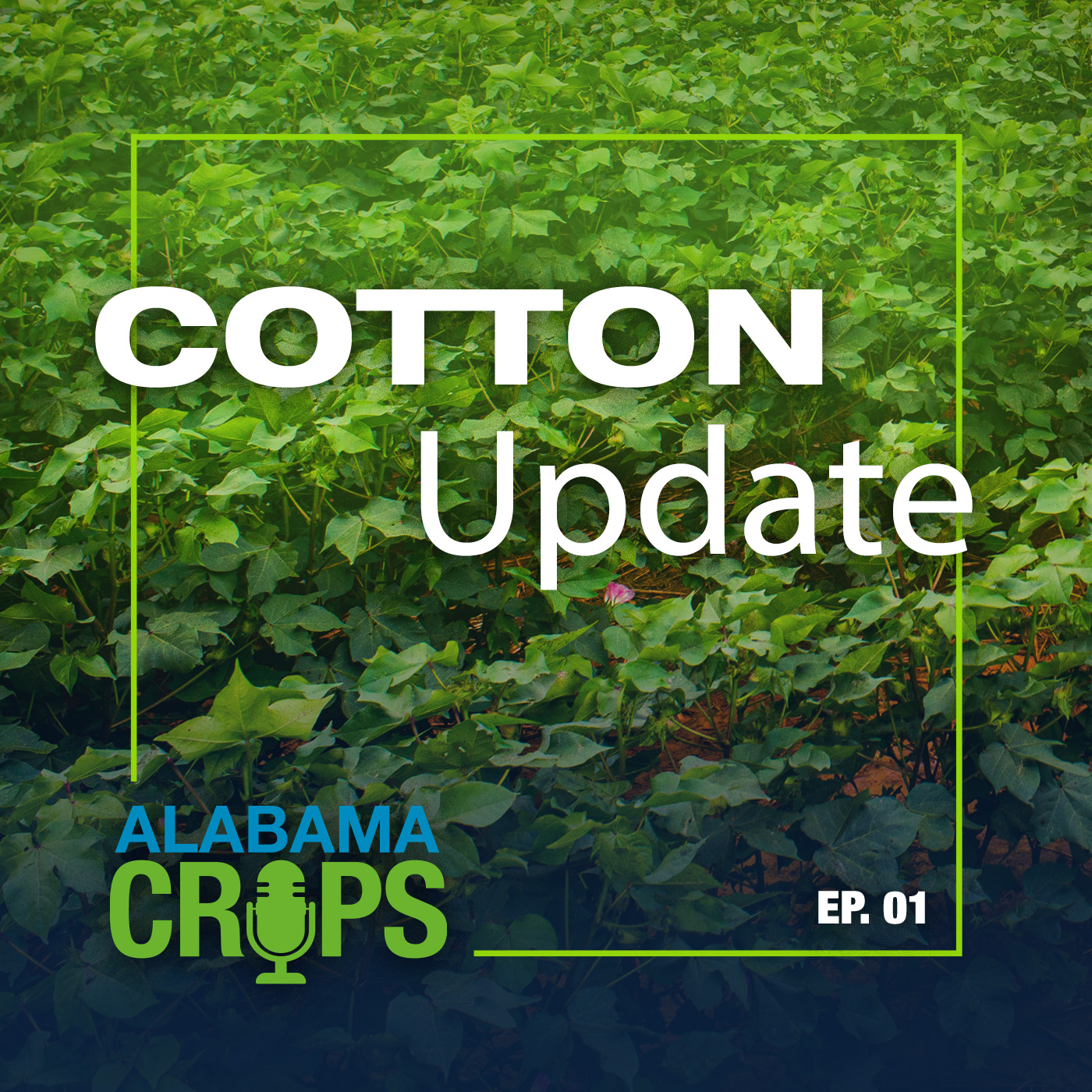 Episode 1 – Cotton Update