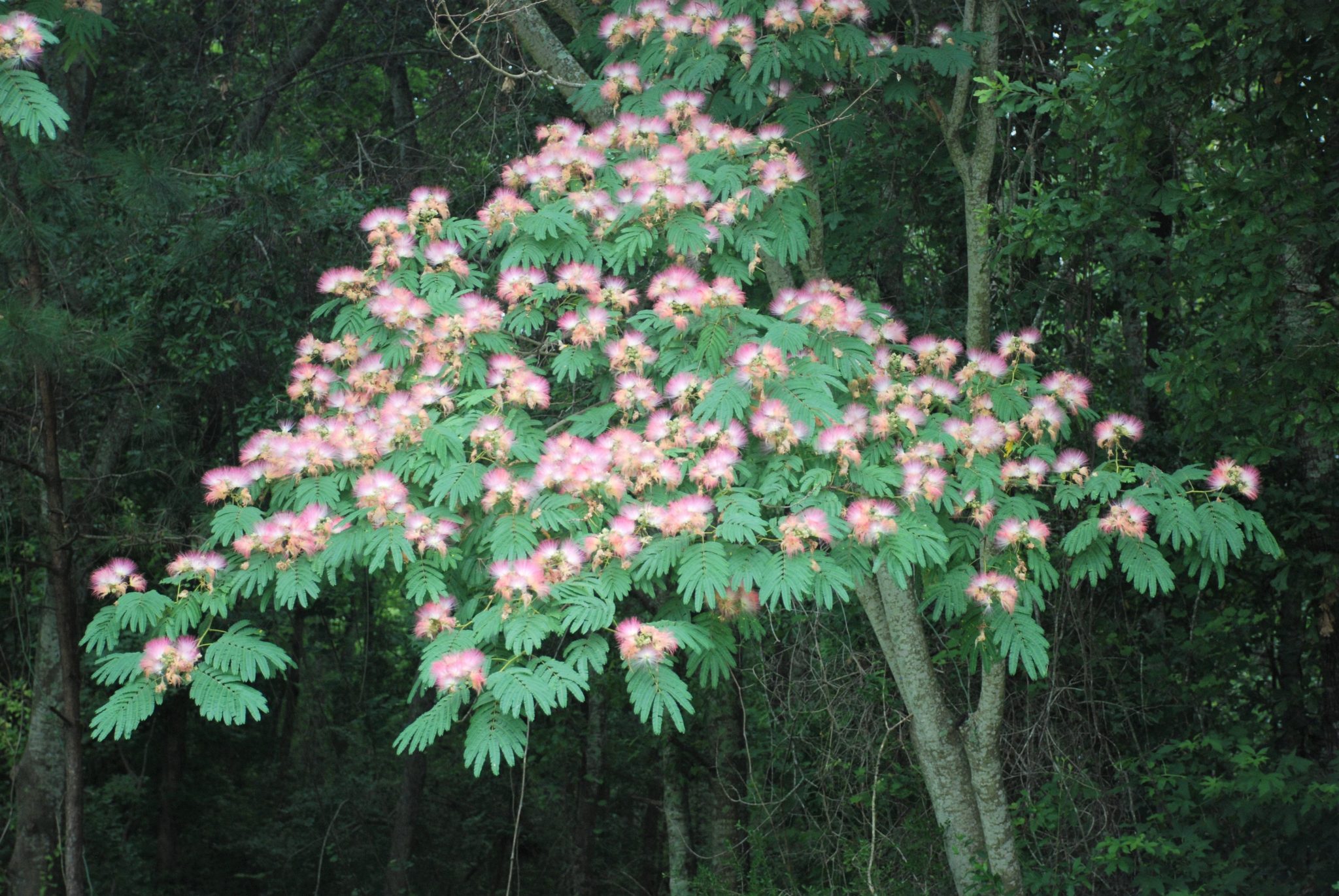 pink silk tree