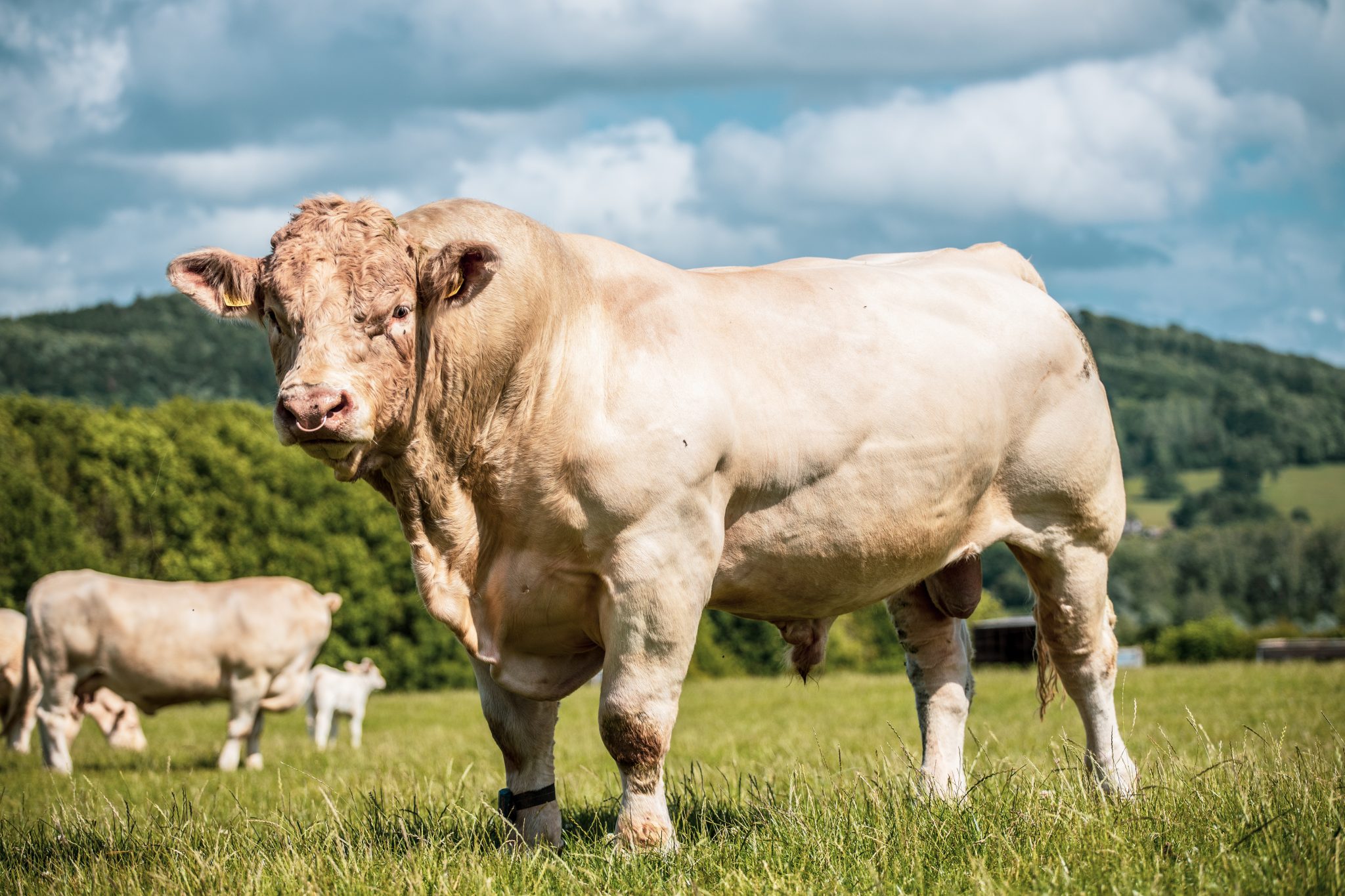 Bull In Malay Blog Bulls Pit Bull Bulterier Seladang Merah 