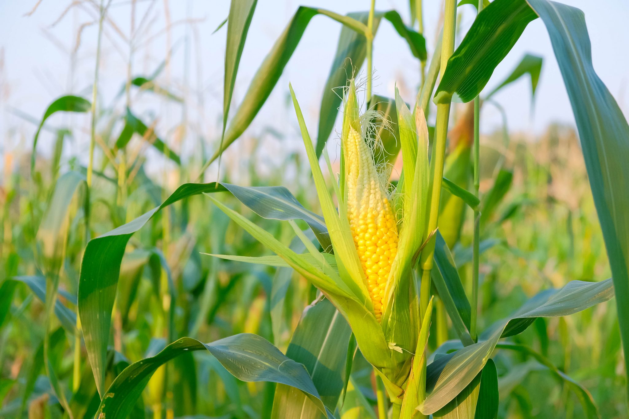 When should sweet corn be harvested?