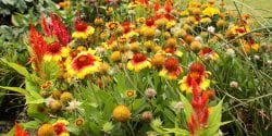 Gaillardia and other garden flowers