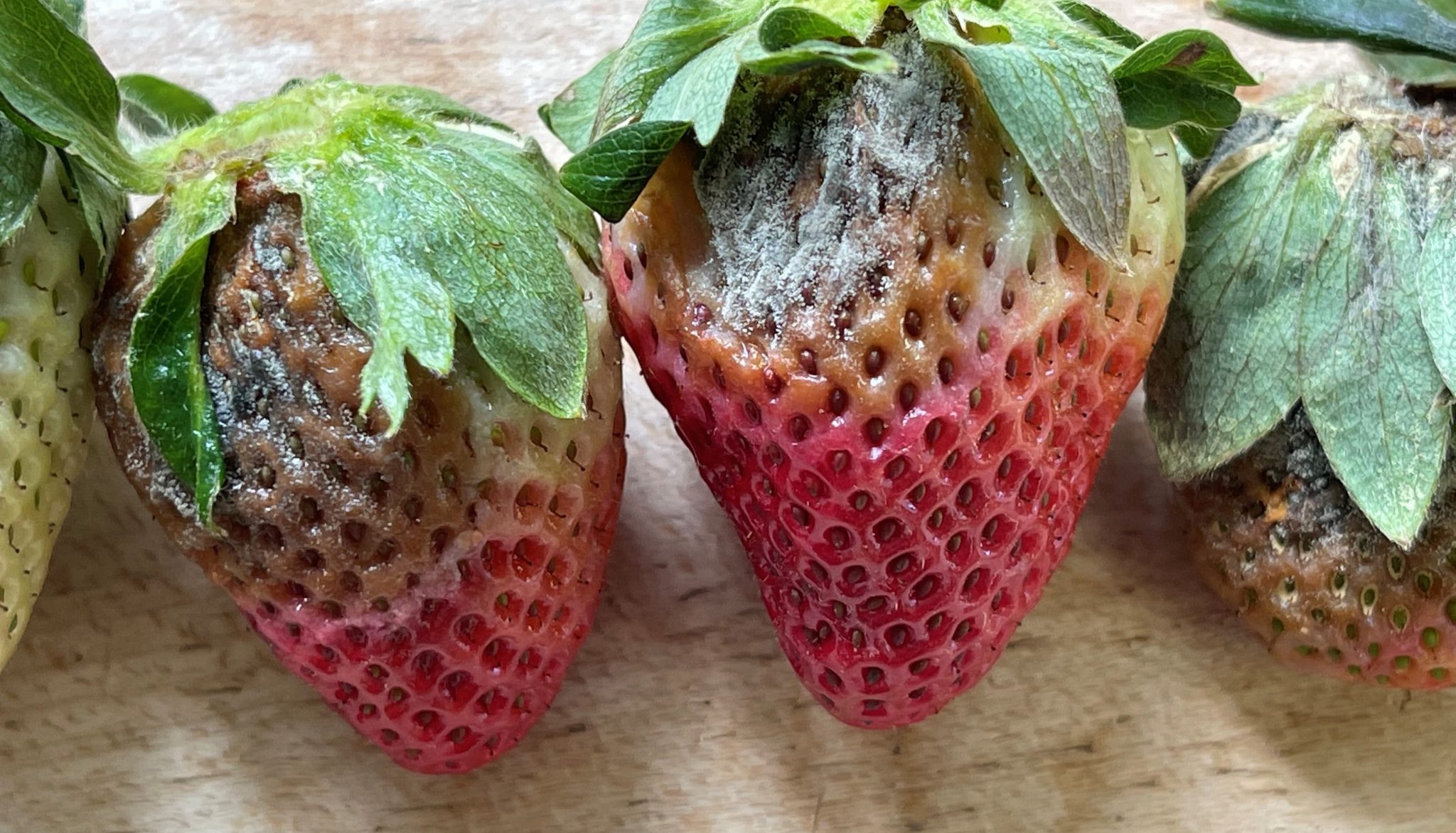 Management Of Gray Mold In Strawberries Alabama Cooperative Extension 