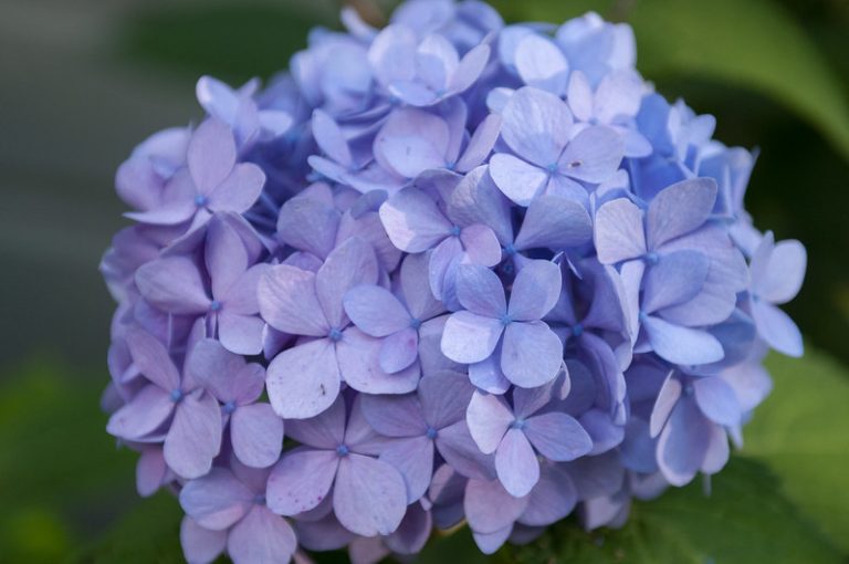 Gardeners Excited for First Hydrangea Blooms in Two Years - Alabama ...