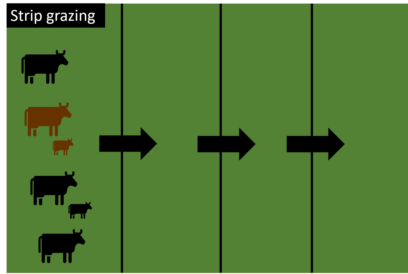 Grazing Management Concepts and Strategies Alabama Cooperative