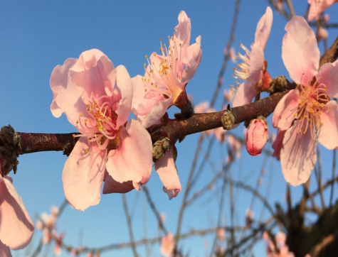 Peach Growth Stages and Critical Temperatures - Alabama Cooperative  Extension System