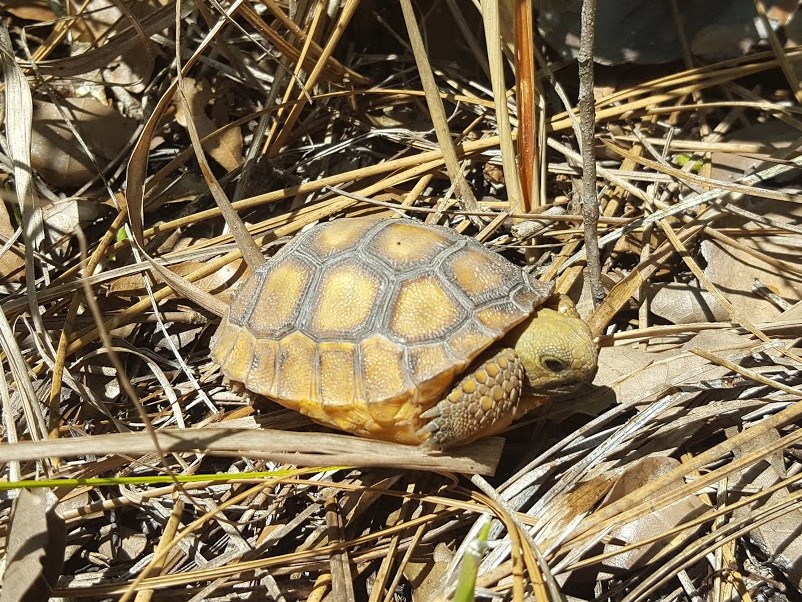 Celebrating the Gopher Tortoise - Alabama Cooperative Extension System