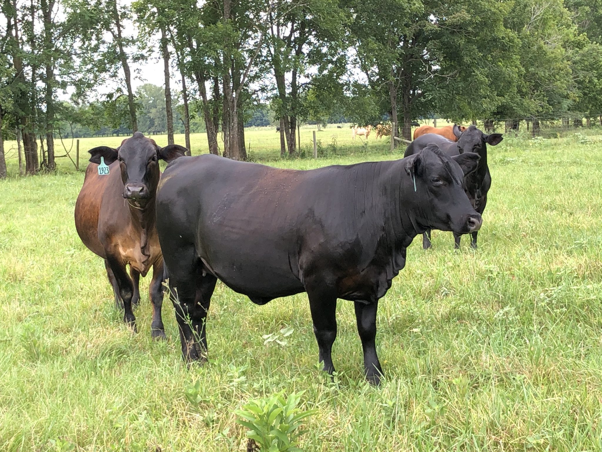 Herdbuilder Replacement Female Sale - Alabama Cooperative Extension System