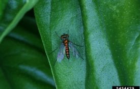 Figure 4. Long-legged flies hold their wings away from their bodies.