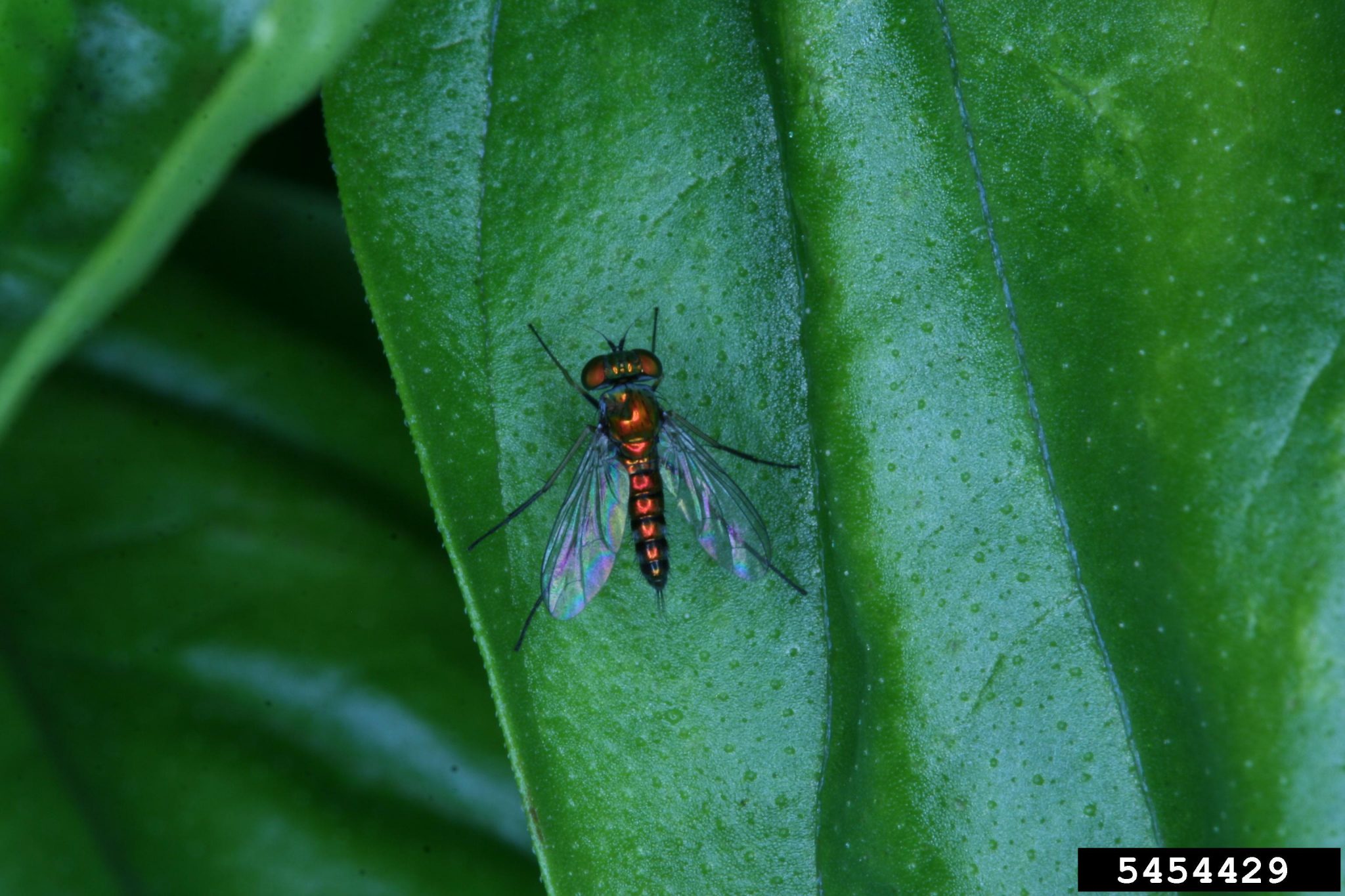 species identification - Identify little green long legged bug