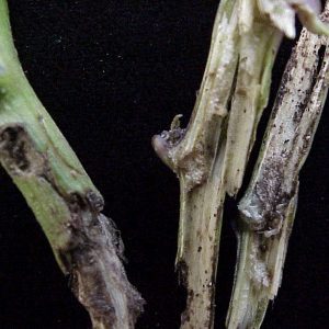 Figure 4. Bell pepper plant stem hollowed by eastern subterranean termite (Photo credit: Ted Gilbert).