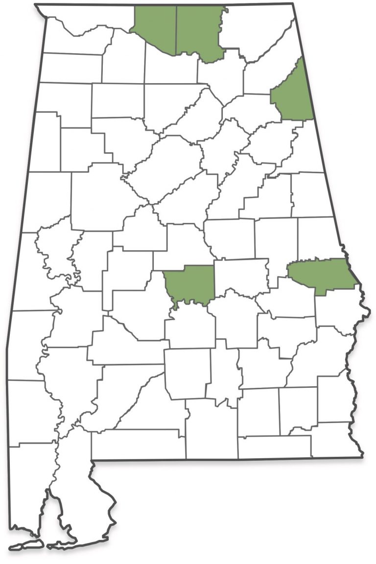 Tarnished Plant Bug Resistance in Alabama - Alabama Cooperative ...