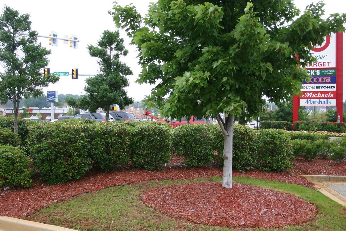 Trees and shrubs along the edge of a business parking lot.