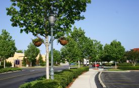 Trees, shrubs, and flowers in an urban landscape.