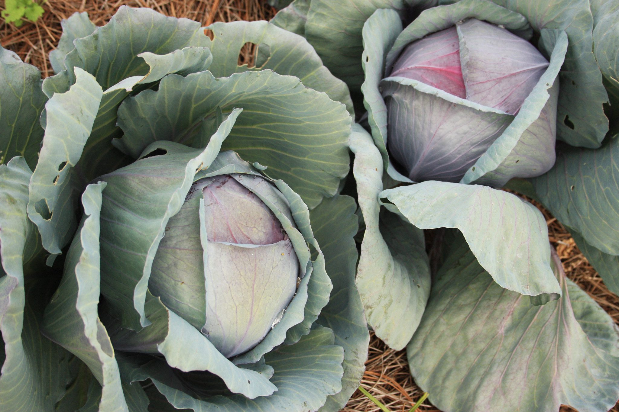 Cabbage in a fall vegetable garden.
