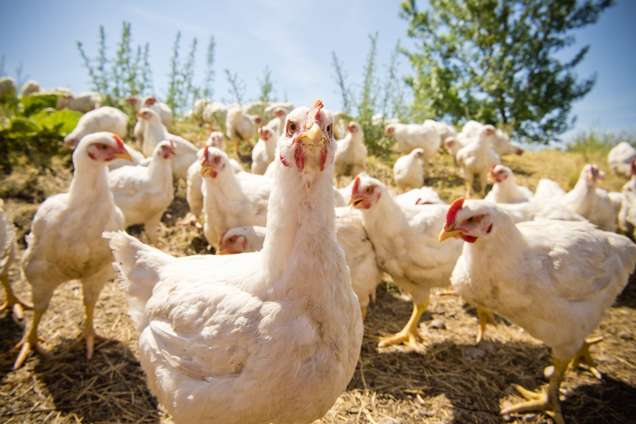 Rodent Control in and Around Backyard Chicken Coops - Pests in the Urban  Landscape - ANR Blogs