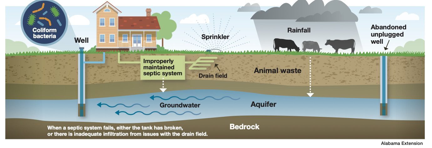 Coliform Bacteria In Well Water Alabama Cooperative Extension System   Coliform Bacteria In Well Water Graphic 011922 E1643731598650 