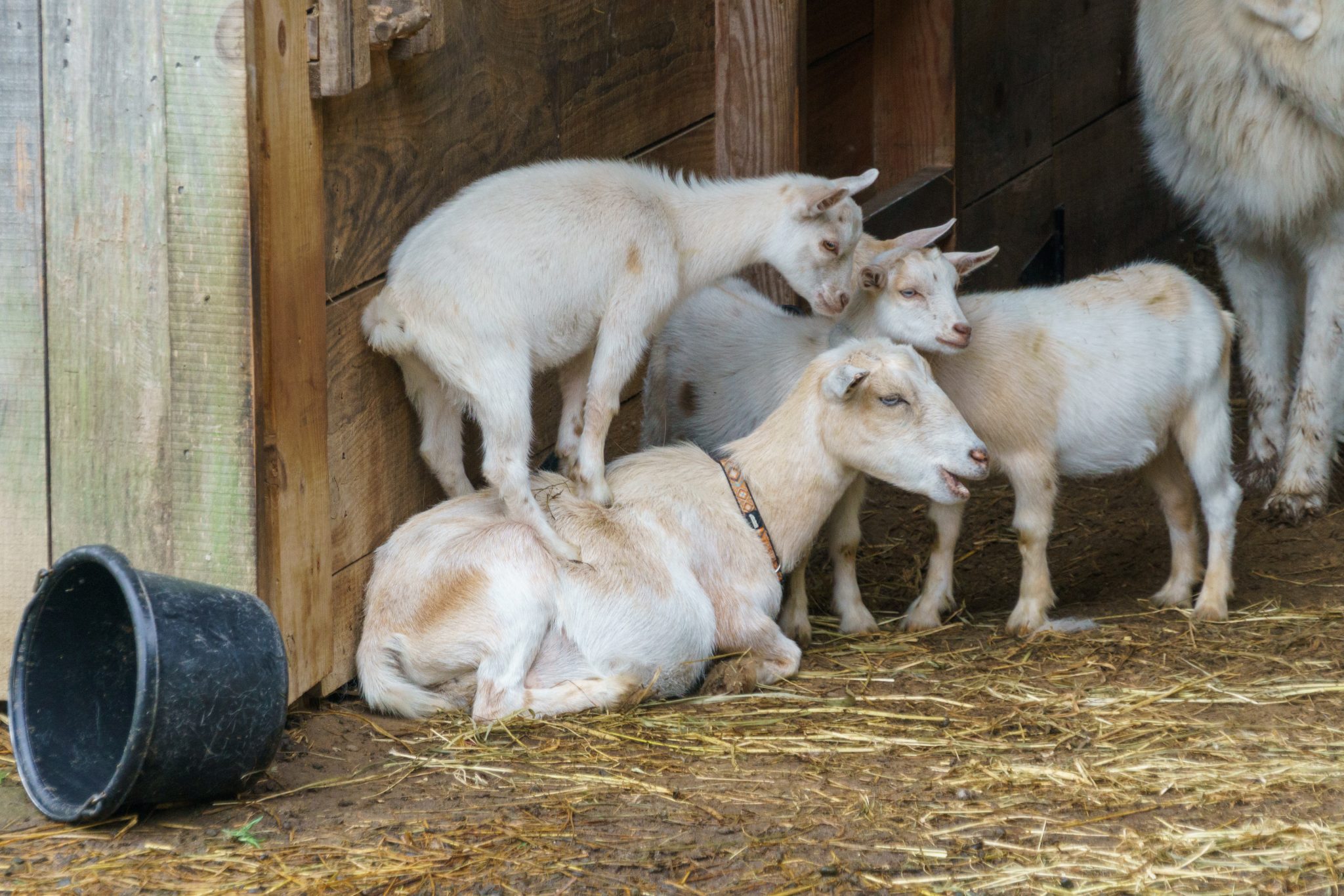 Coccidiosis In Goats And Sheep Treatment And Prevention Alabama 