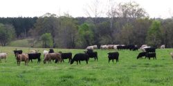 Beef cattle grazing in winter grazing in Autauga County, Alabama.