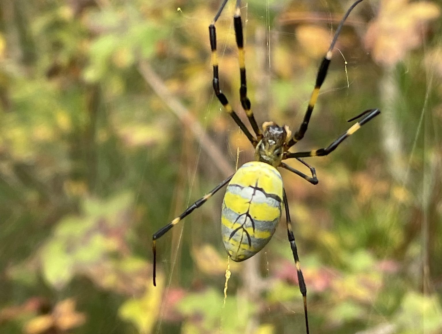 Joro Spiders What You Need to Know Alabama Cooperative Extension System