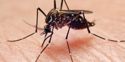 yellow fever (Aedes aegypti) mosquito