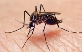 yellow fever (Aedes aegypti) mosquito