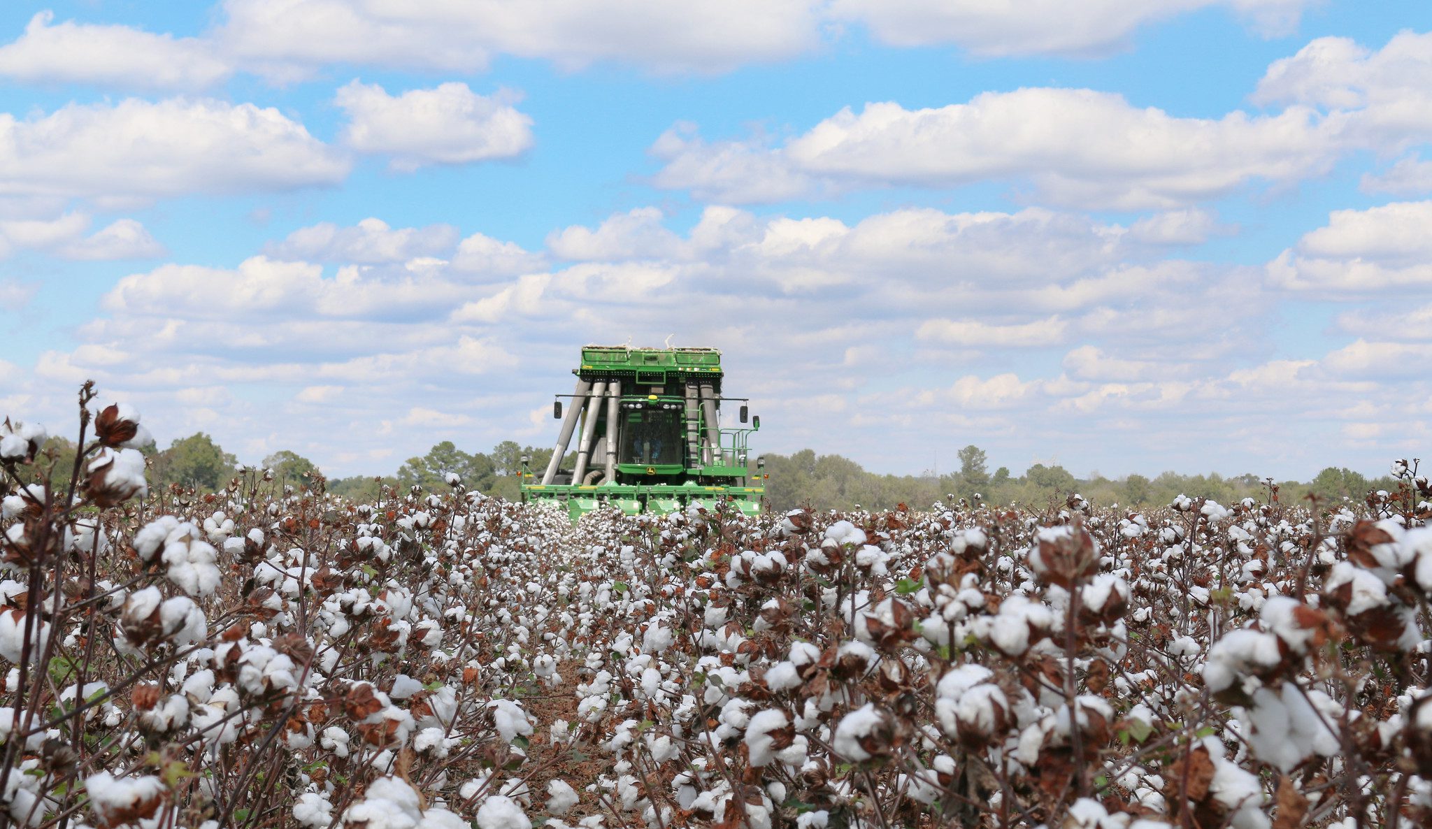 How to Think About Cotton: Plant Growth Regulators - Alabama Cooperative  Extension System