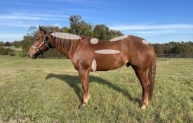 Figure 1. The six areas of reference for body condition scoring: along the neck, along the withers, behind the shoulder, across the ribs, crease down the back (loin), and around the tailhead.