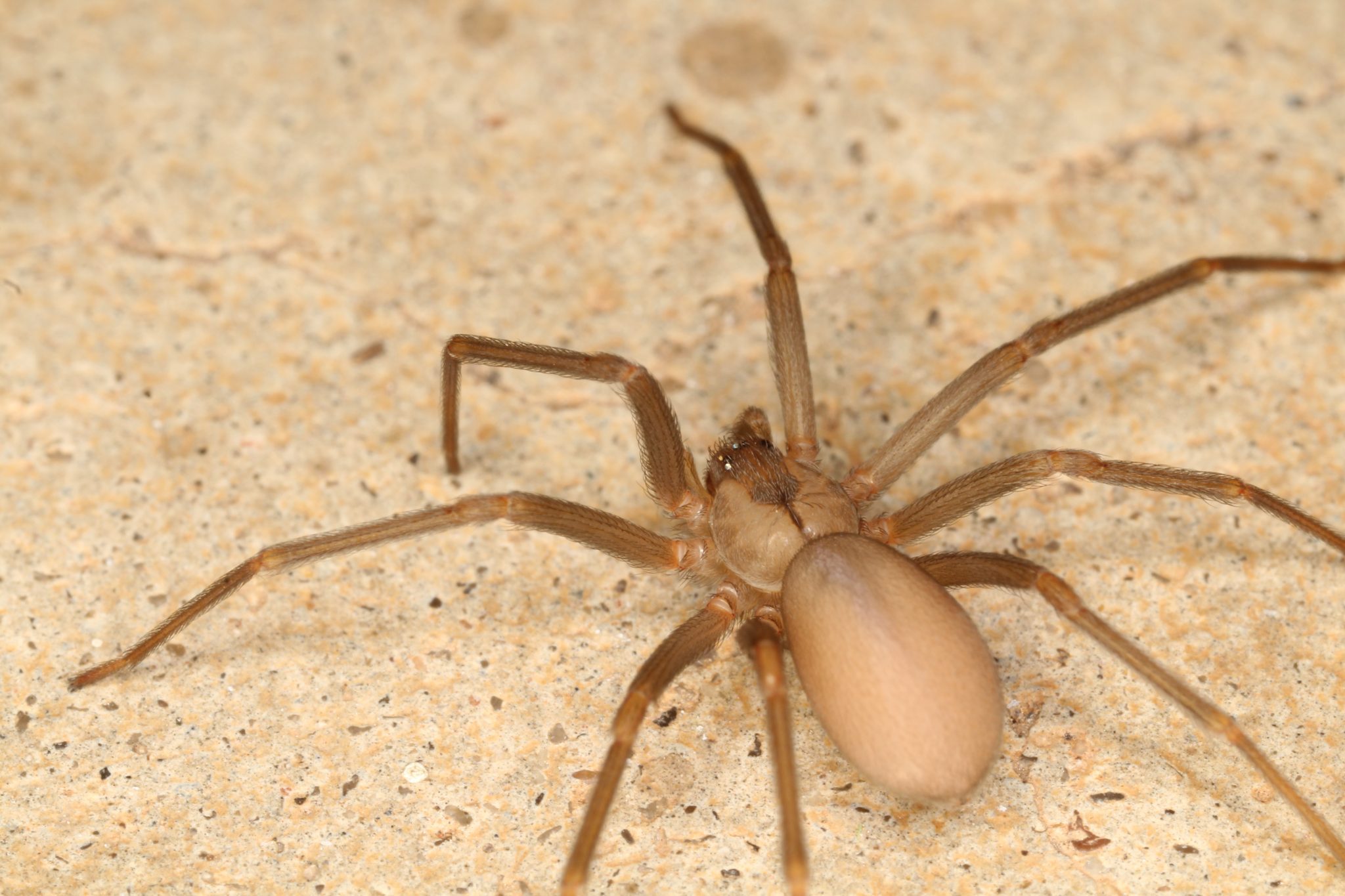 Brown Recluse Spiders Identification And Control Alabama Cooperative