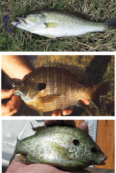 Farm Pond Management-Managing Fish Populations and Improving