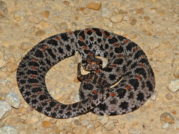 Identifying Venomous Snakes of Alabama - Alabama Cooperative Extension ...