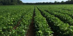 alabama crops update: soybeans