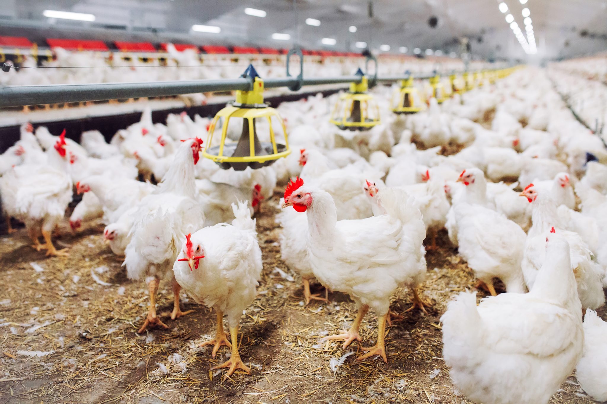 The Poultry Technology Revolution - Alabama Cooperative Extension