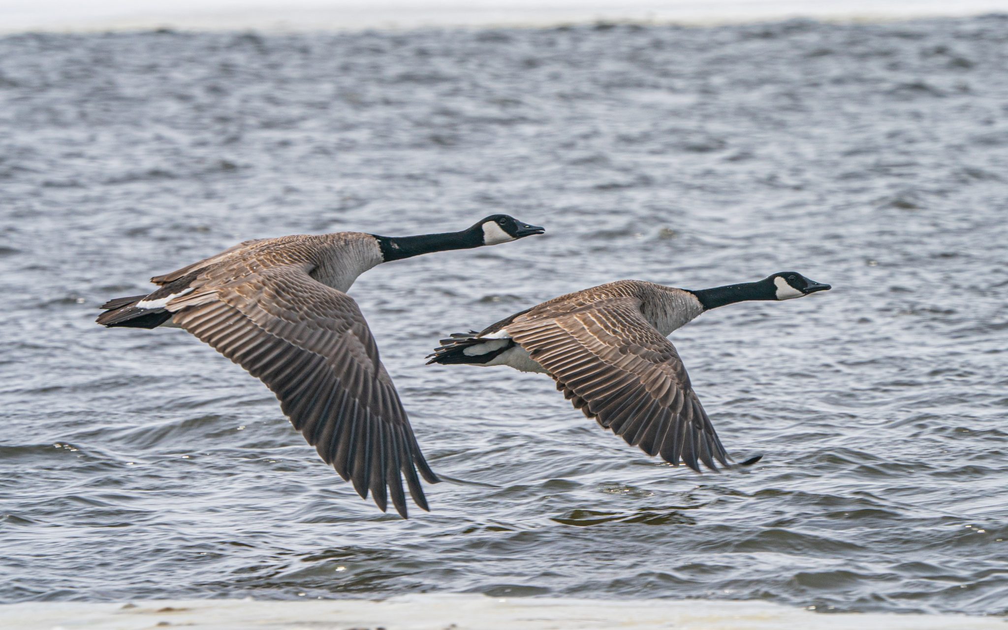 Canada Goose Audubon Field Guide | atelier-yuwa.ciao.jp