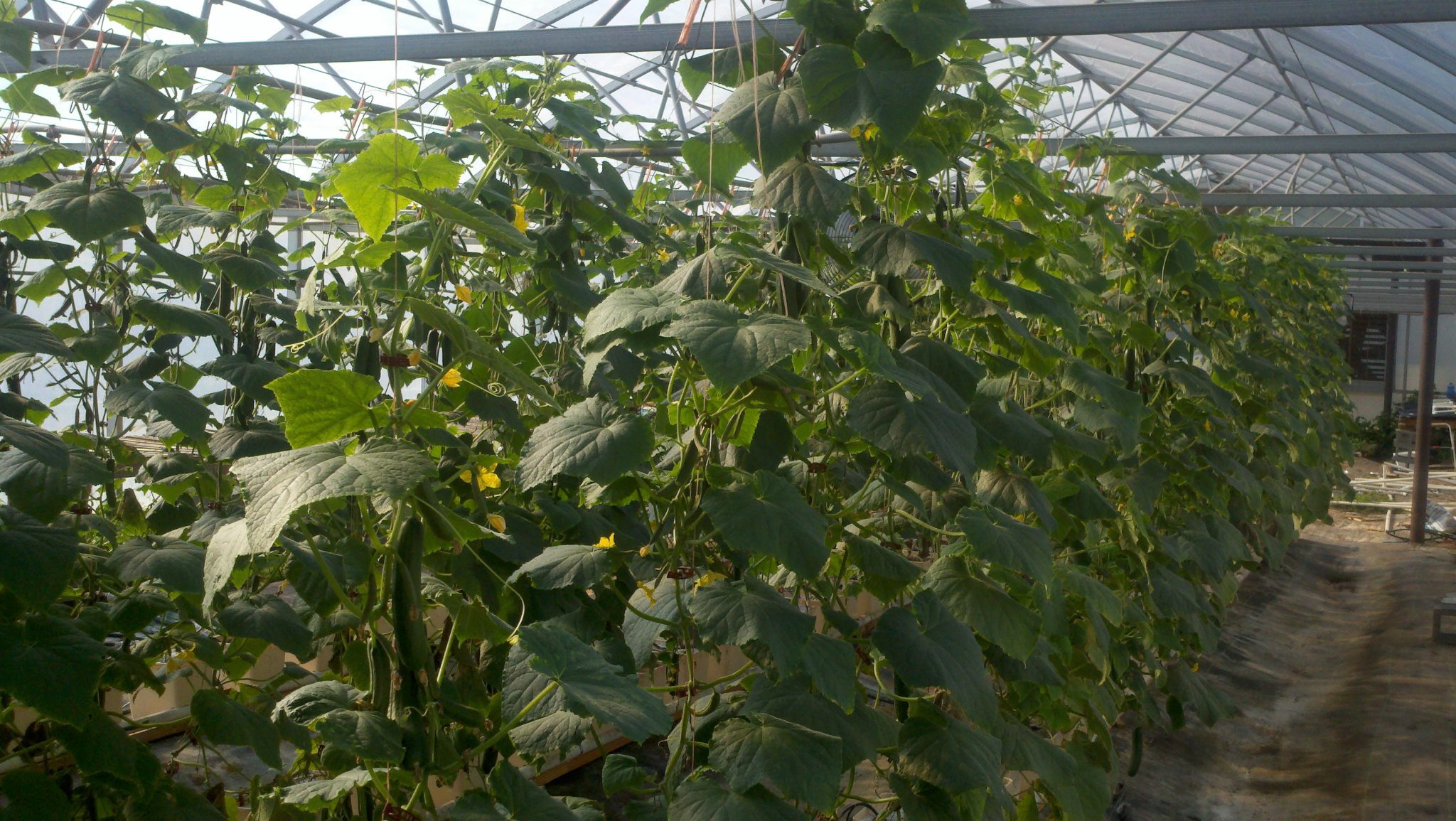 Greenhouse Cucumber Production Alabama Cooperative Extension System