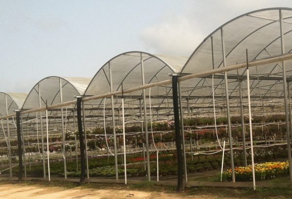 Greenhouse Cooling: An Overview of Fan and Pad Systems - Alabama