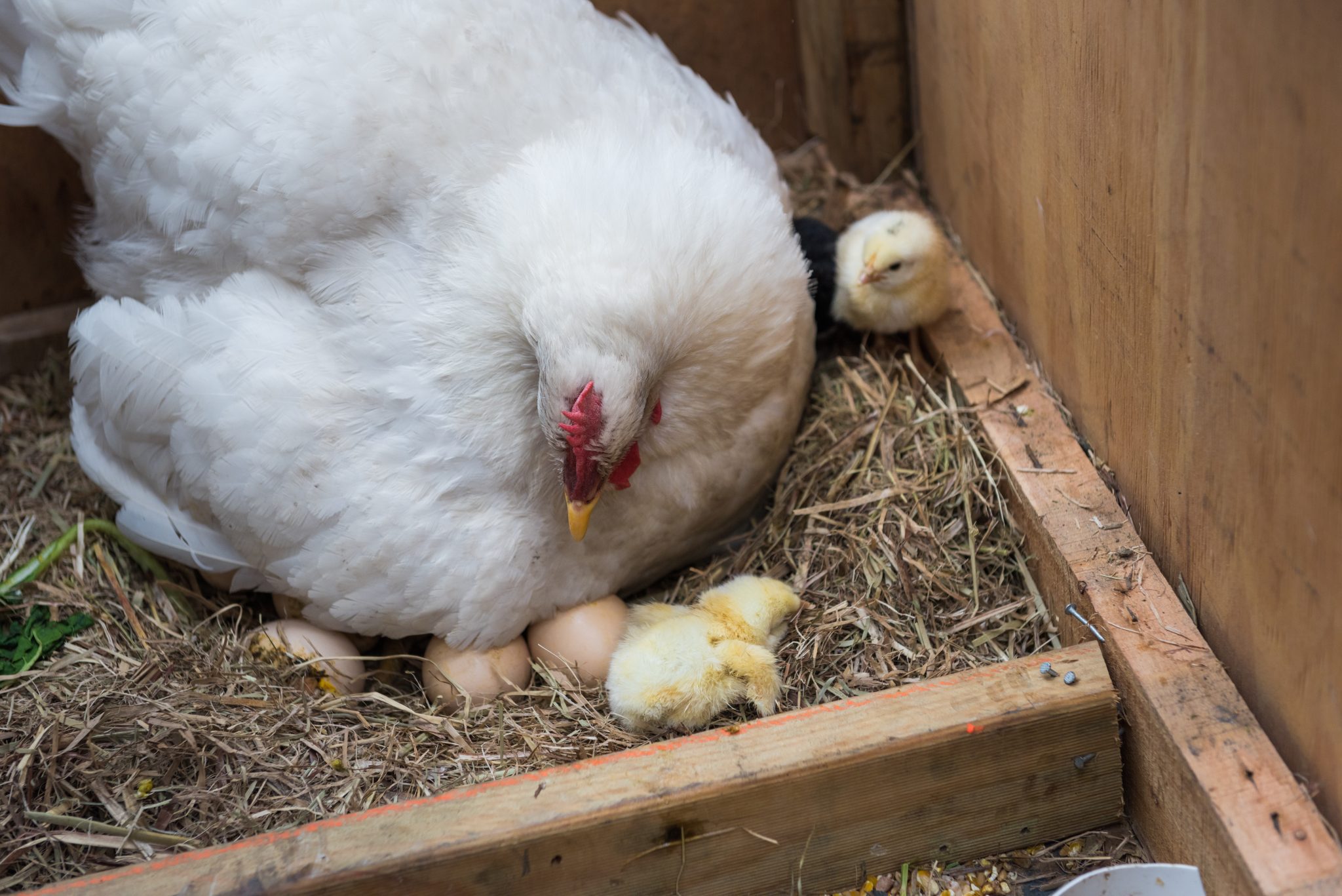 Backyard Small Poultry Flock Management Series Feeding The Laying 