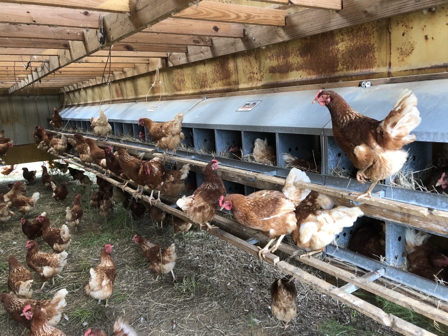 Backyard & Small Poultry Flock Management Series Feeding the Laying