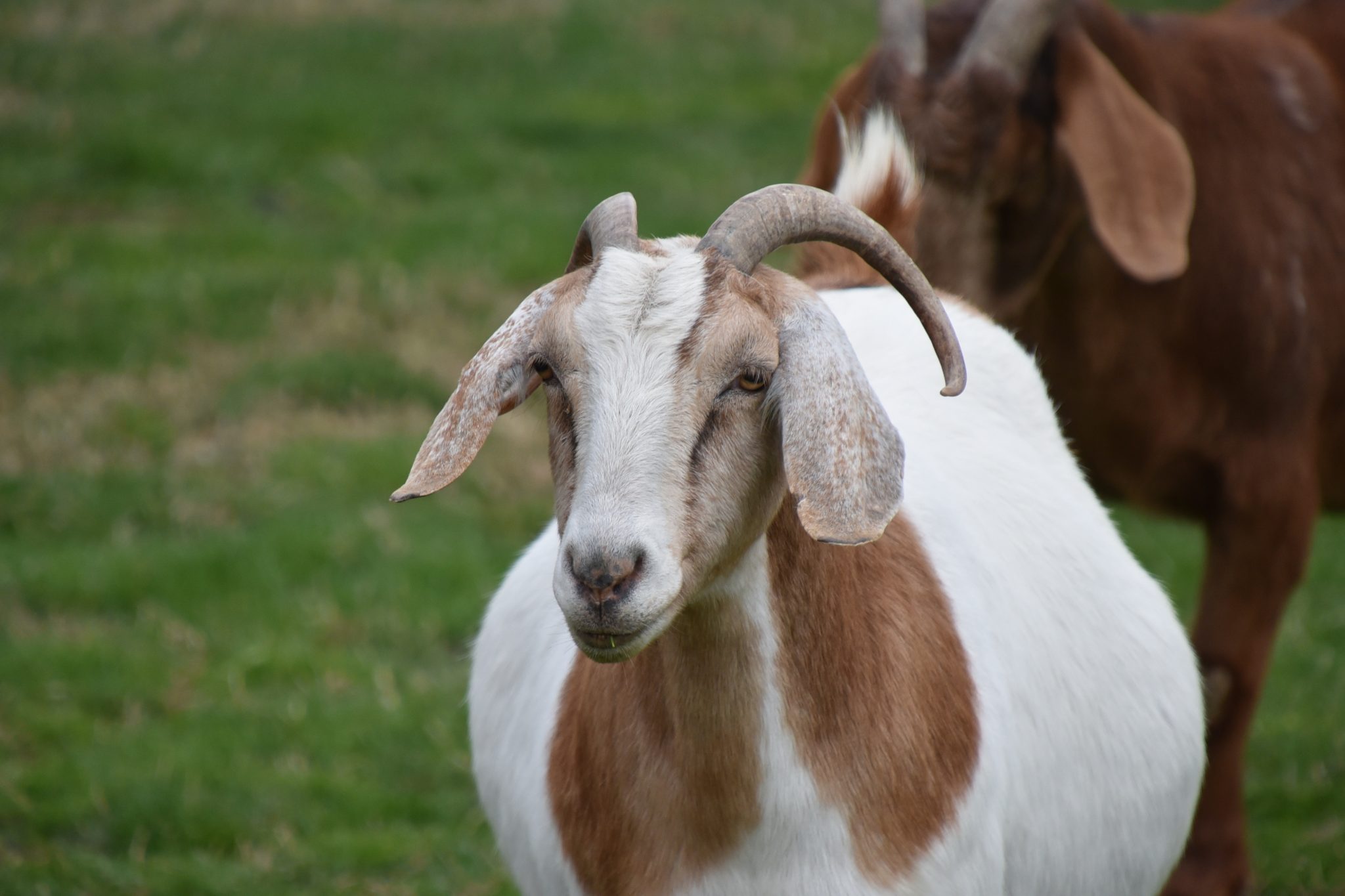 Infectious Abortions In Goats Alabama Cooperative Extension System