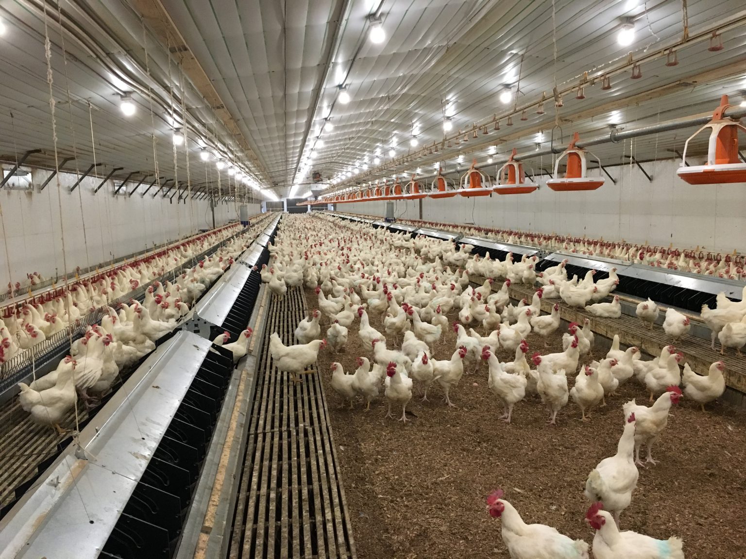 New Farmer s Guide To The Commercial Broiler Industry Poultry 