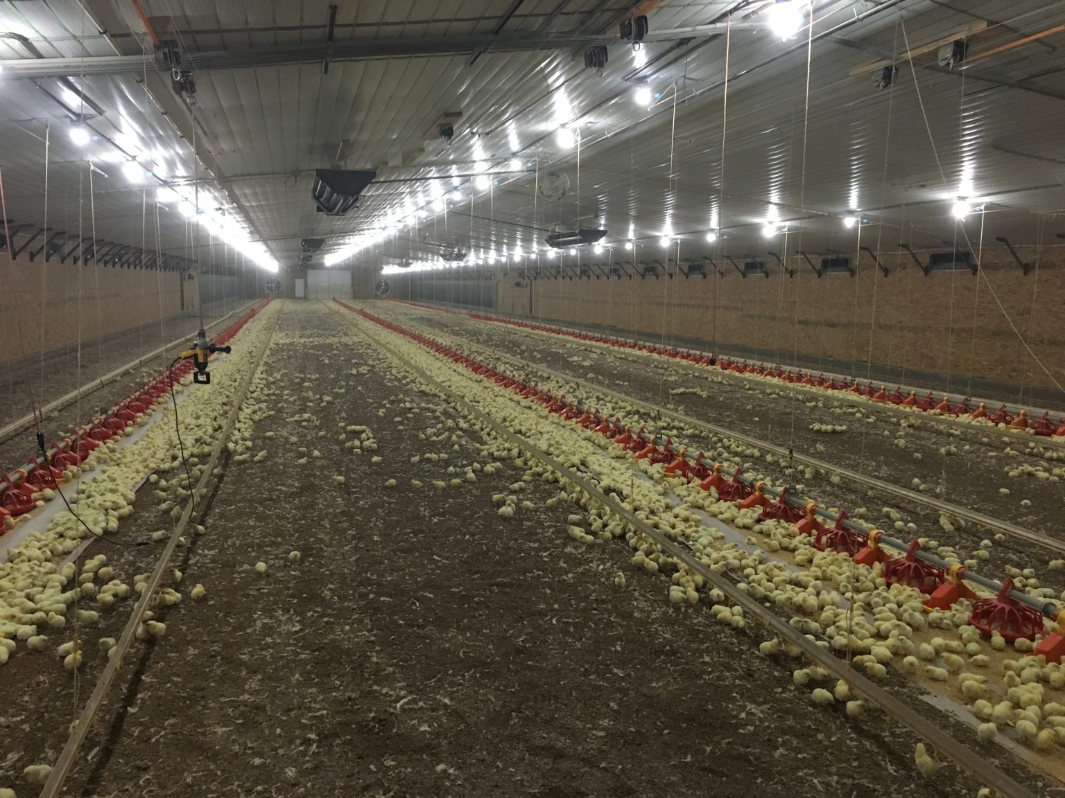 the-beginning-raising-free-range-chicken-pullets-in-dallas-texas