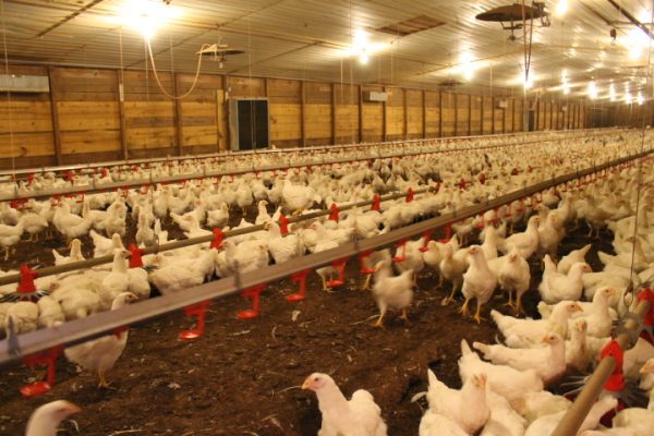 New Farmer's Guide to the Commercial Broiler Industry: Farm Types &  Estimated Business Returns - Alabama Cooperative Extension System