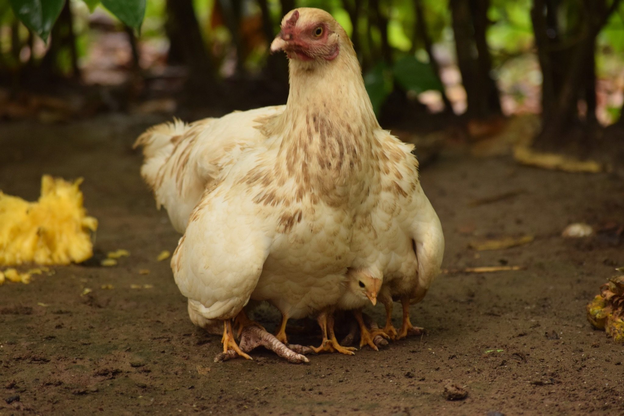 Common Backyard Chicken Behaviors Alabama Cooperative Extension System