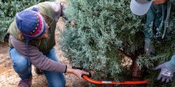 Cutting a Christmas tree at a tree farm.