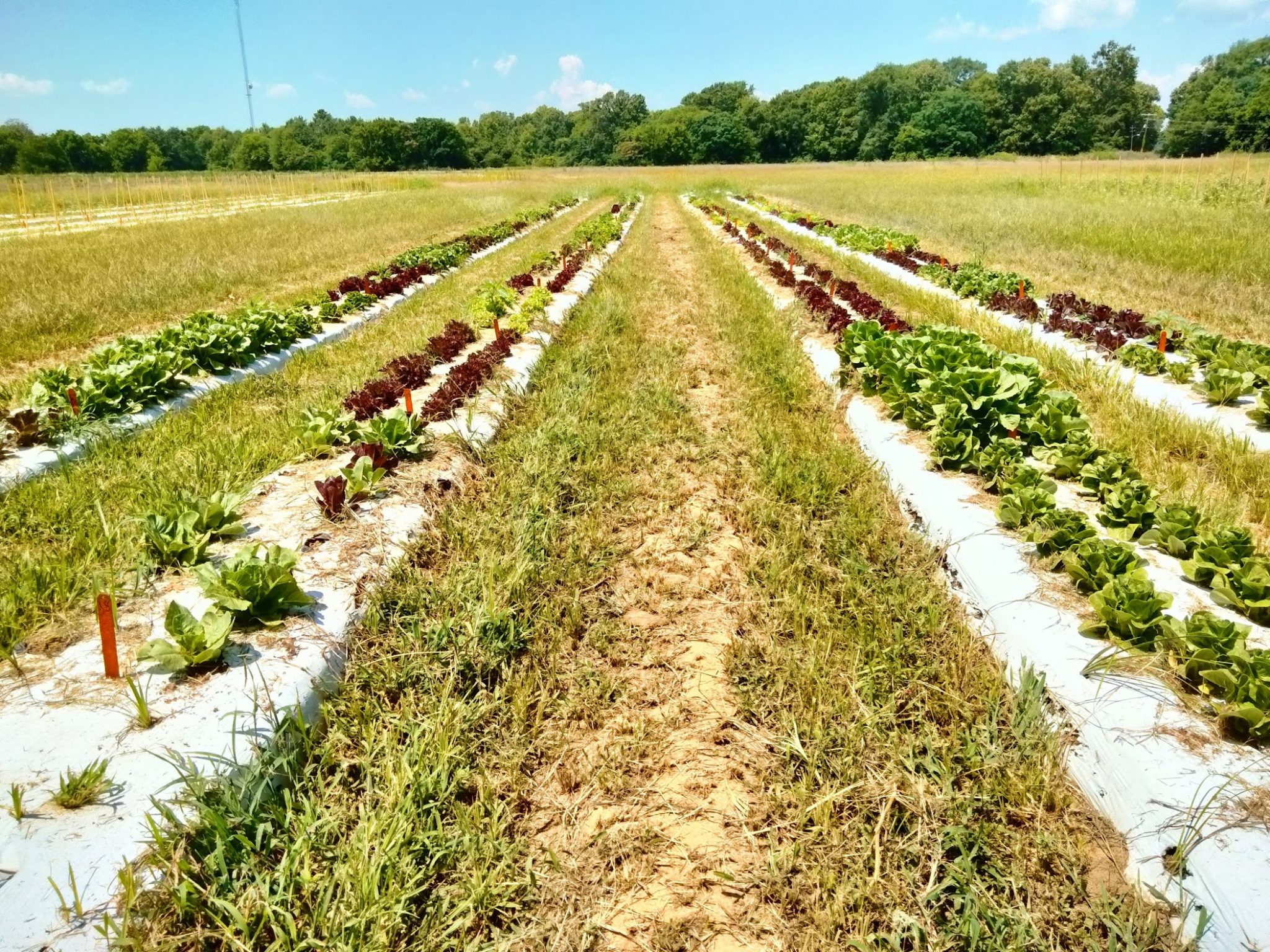 Lettuce Cultivars for OpenField Organic Systems Alabama Cooperative