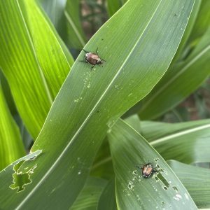 Japanese Beetles on corn