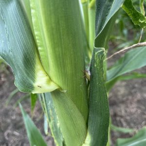 brown stink bug damage on corn plants
