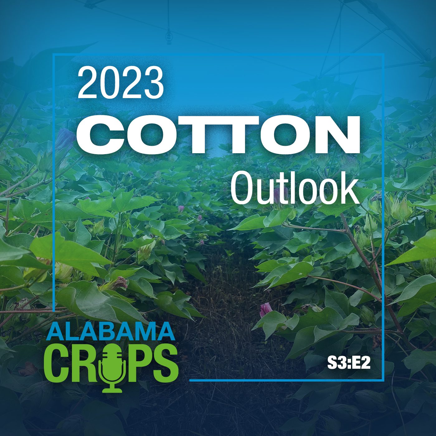 Cotton Production Calendar - Alabama Cooperative Extension System
